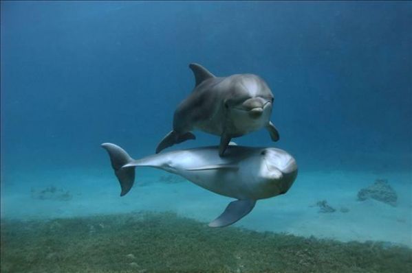 Фотографии дельфинов